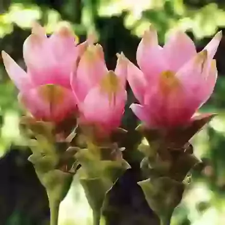 Curcuma